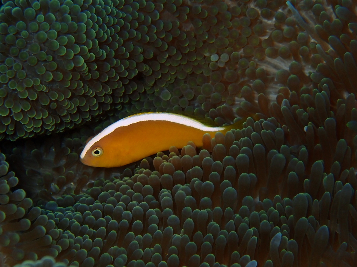 f:id:umiuminikki:20190731174756j:plain