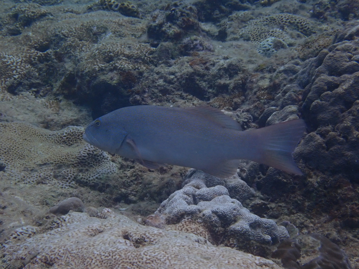 f:id:umiuminikki:20190805011520j:plain f:id:umiuminikki:20190805011520j:plain