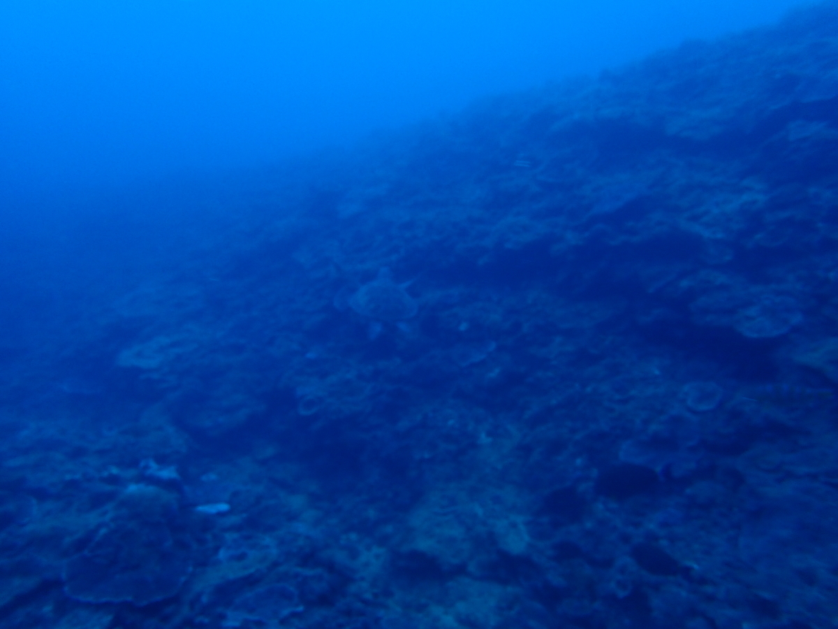 f:id:umiuminikki:20190805025652j:plain f:id:umiuminikki:20190805025652j:plain