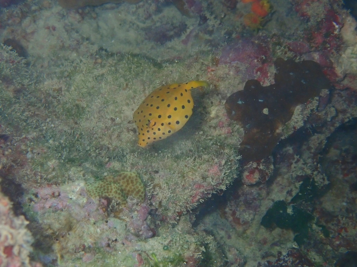 f:id:umiuminikki:20190814235627j:plain