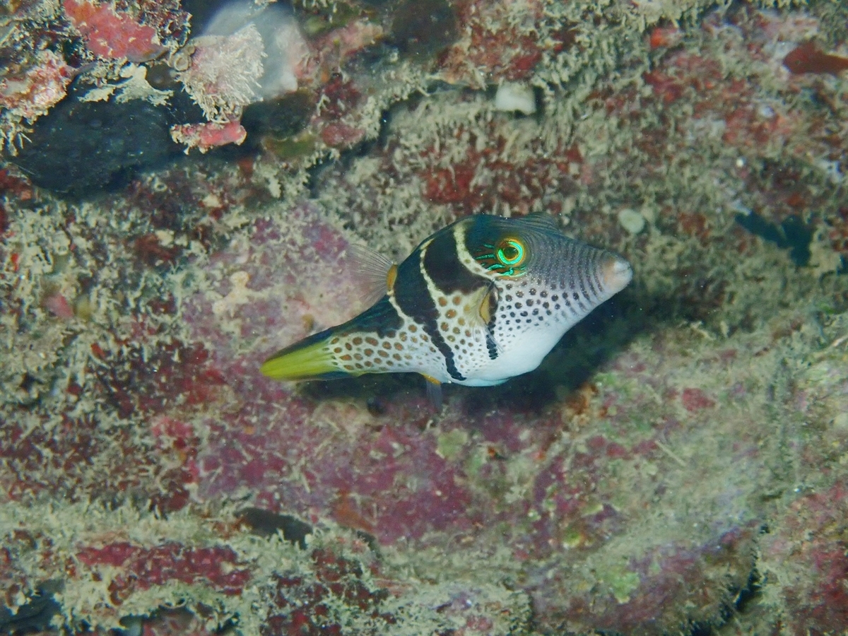 f:id:umiuminikki:20190814235928j:plain