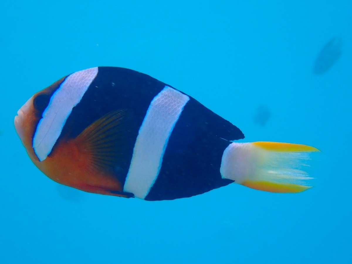 f:id:umiuminikki:20190815000819j:plain