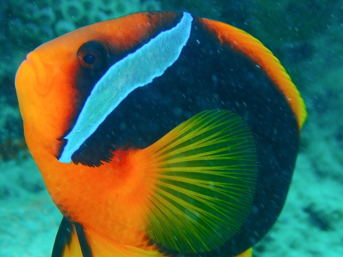 f:id:umiuminikki:20190815000951j:plain