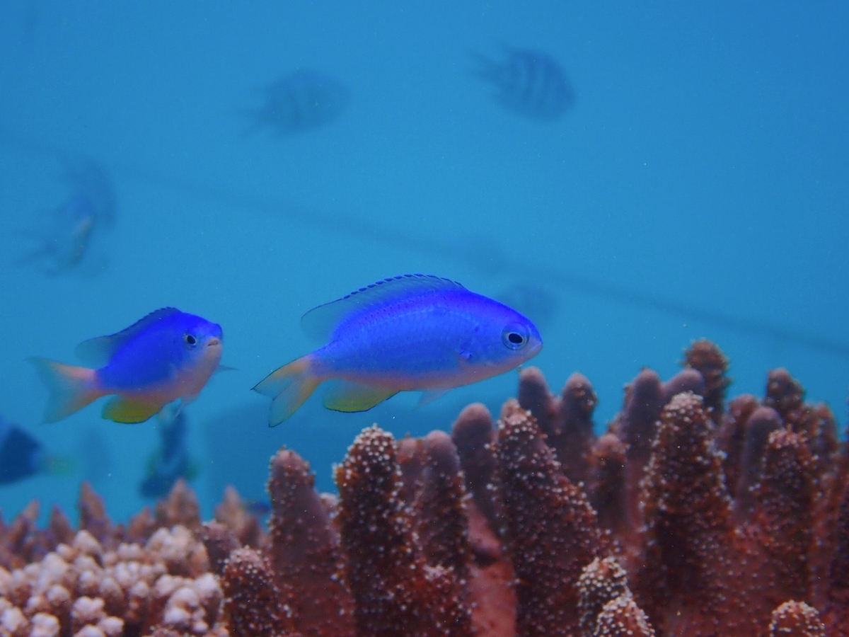 f:id:umiuminikki:20190815001414j:plain