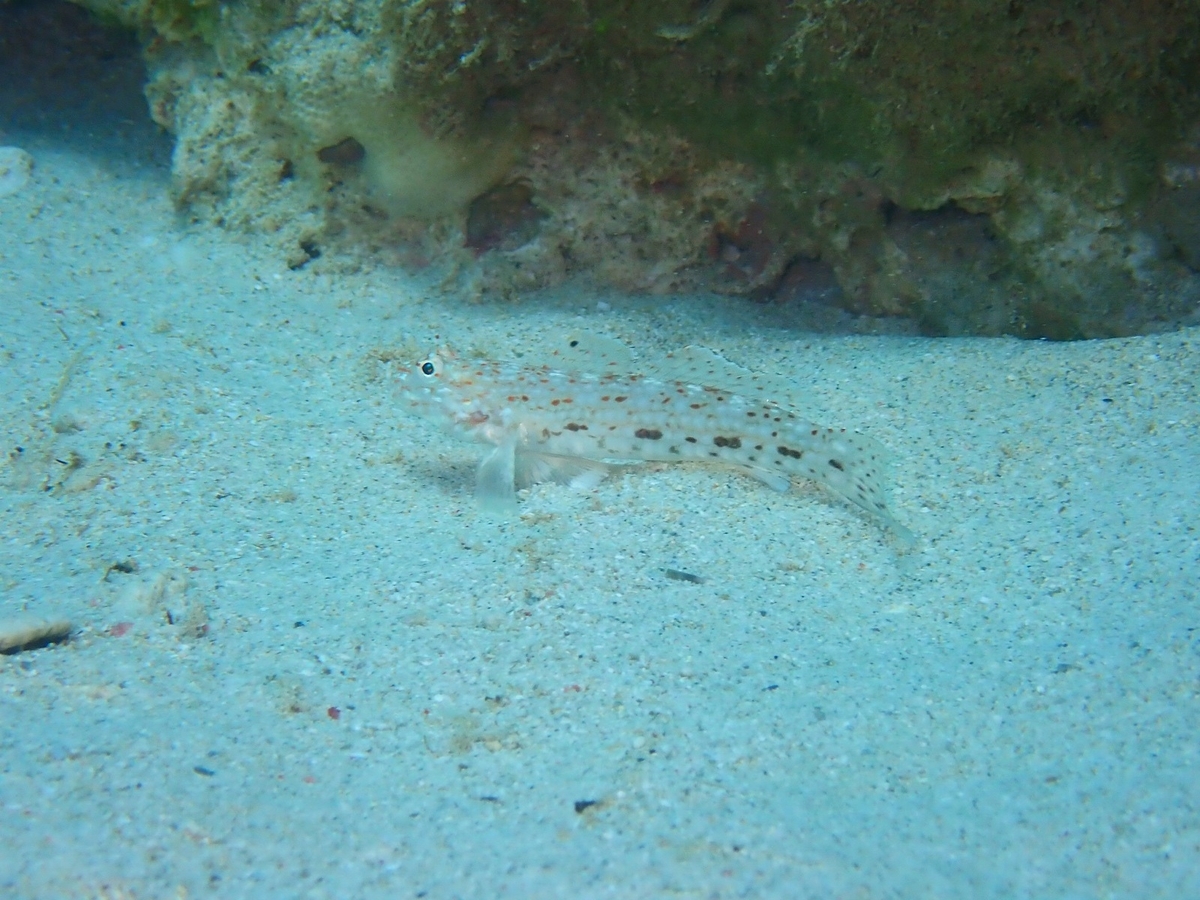 f:id:umiuminikki:20190815002134j:plain