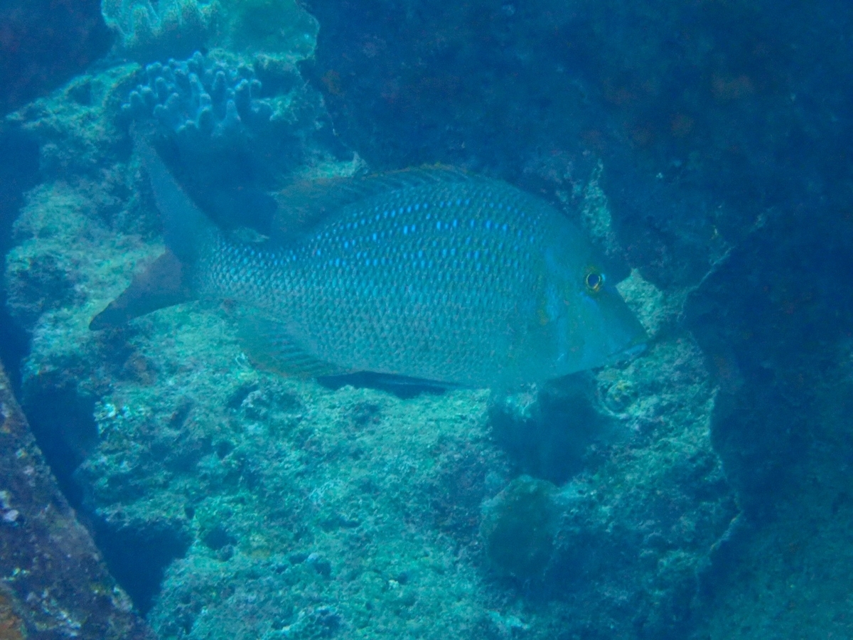 f:id:umiuminikki:20190822010636j:plain f:id:umiuminikki:20190822010636j:plain