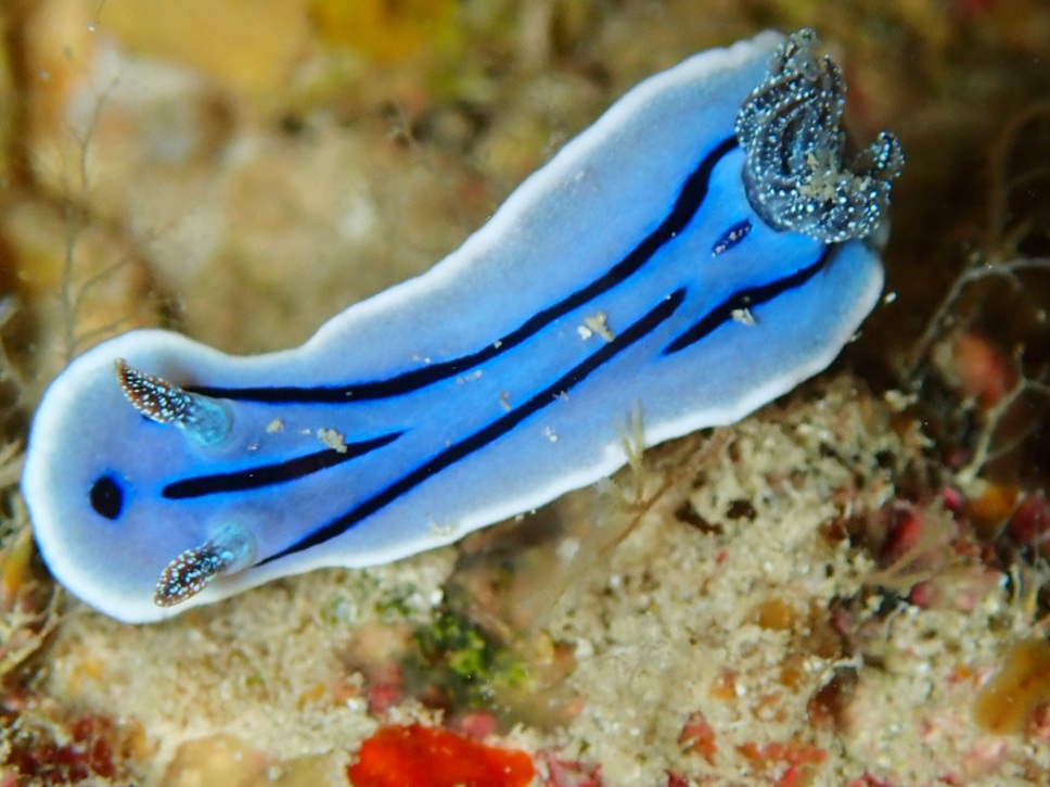 f:id:umiuminikki:20190903003930j:plain f:id:umiuminikki:20190903003930j:plain