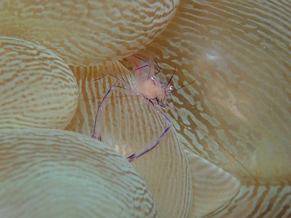 f:id:umiuminikki:20190903005447j:plain f:id:umiuminikki:20190903005447j:plain