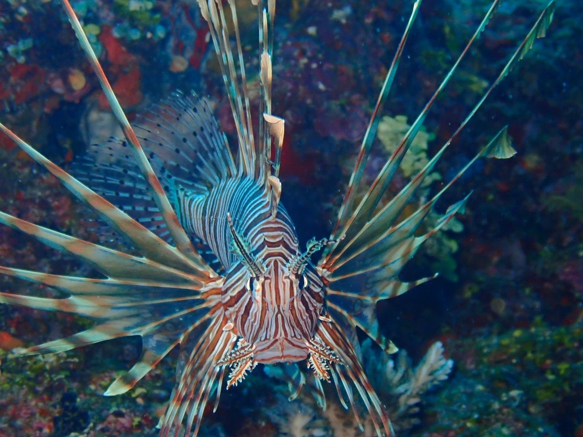 f:id:umiuminikki:20190903005826j:plain f:id:umiuminikki:20190903005826j:plain