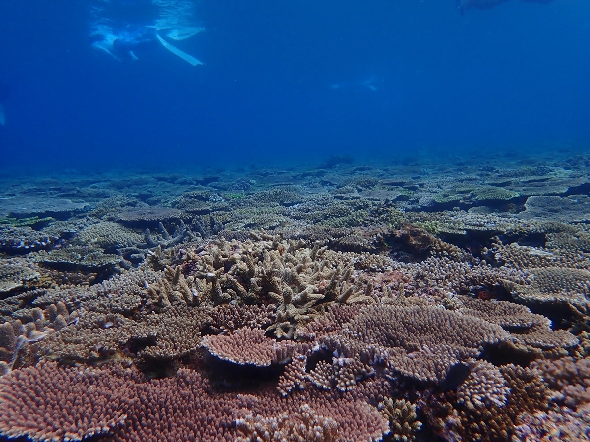 f:id:umiuminikki:20190904225932j:plain f:id:umiuminikki:20190904225932j:plain