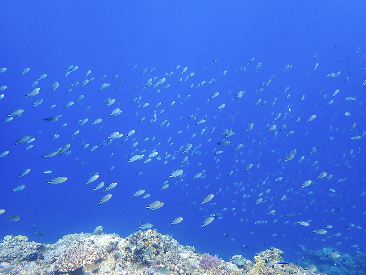 f:id:umiuminikki:20190904230344j:plain f:id:umiuminikki:20190904230344j:plain