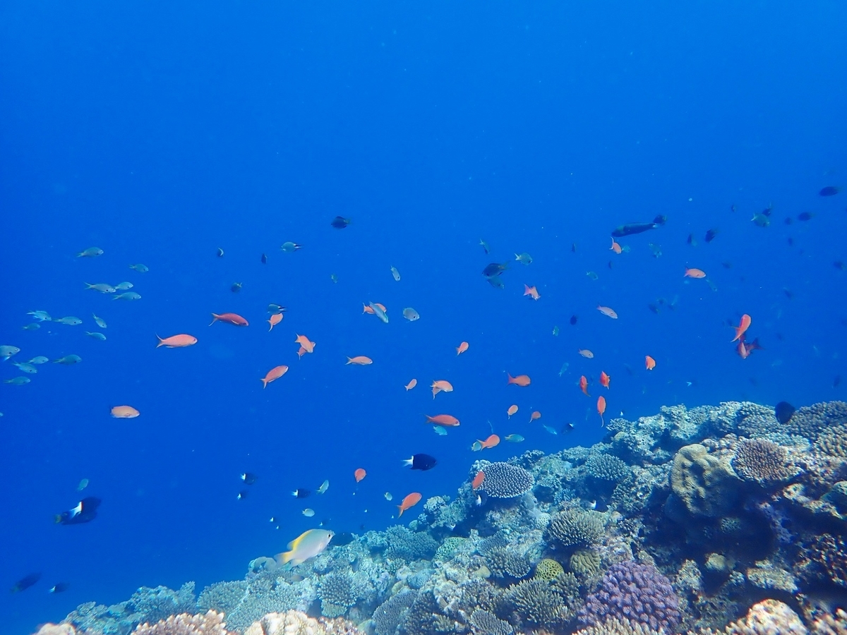 f:id:umiuminikki:20190904233033j:plain f:id:umiuminikki:20190904233033j:plain