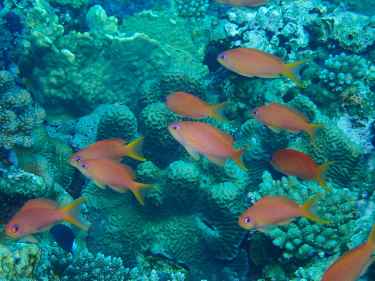 f:id:umiuminikki:20190904233458j:plain f:id:umiuminikki:20190904233458j:plain