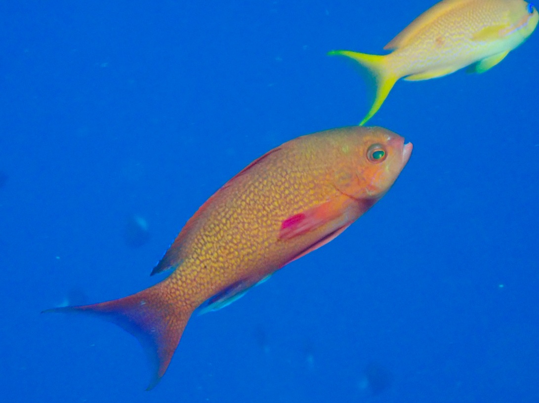 f:id:umiuminikki:20190904233715j:plain f:id:umiuminikki:20190904233715j:plain