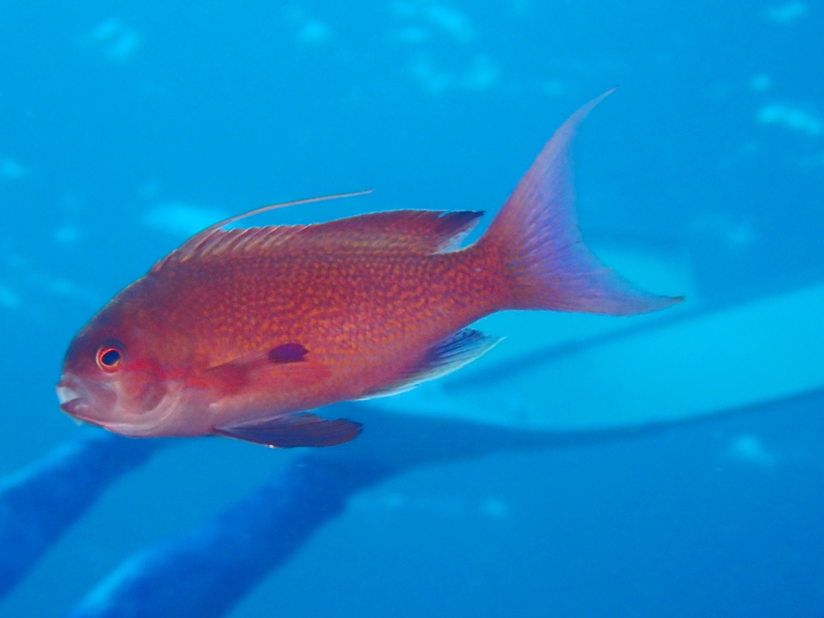 f:id:umiuminikki:20190904233749j:plain f:id:umiuminikki:20190904233749j:plain