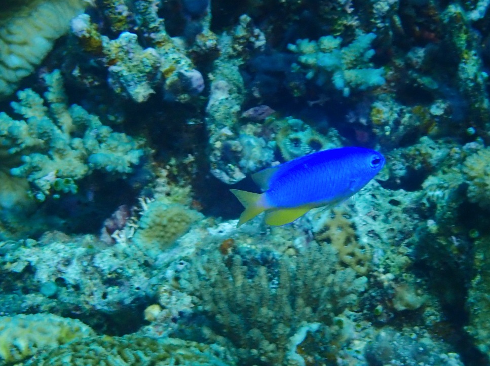 f:id:umiuminikki:20190904234228j:plain f:id:umiuminikki:20190904234228j:plain