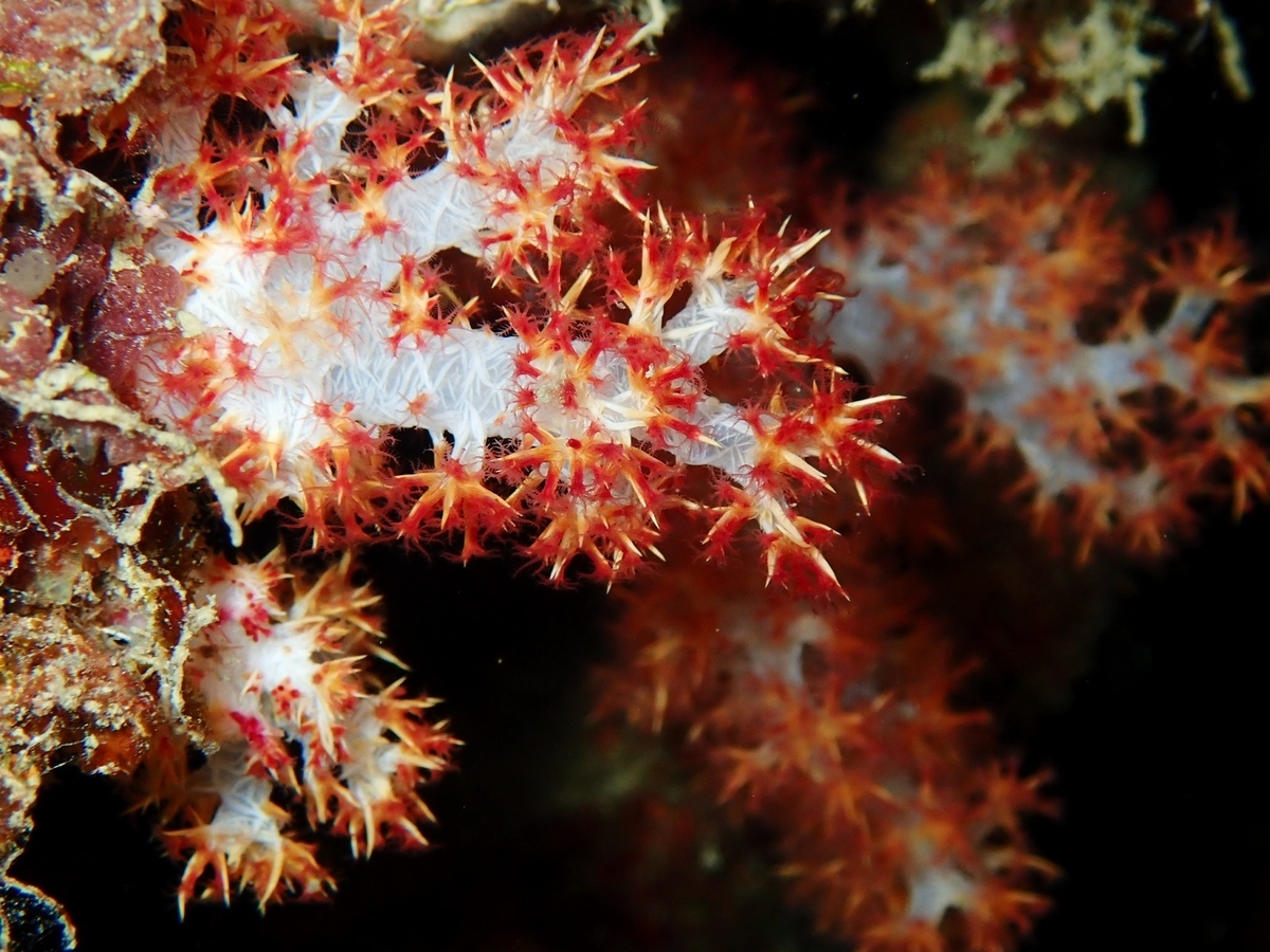 f:id:umiuminikki:20190926001053j:plain