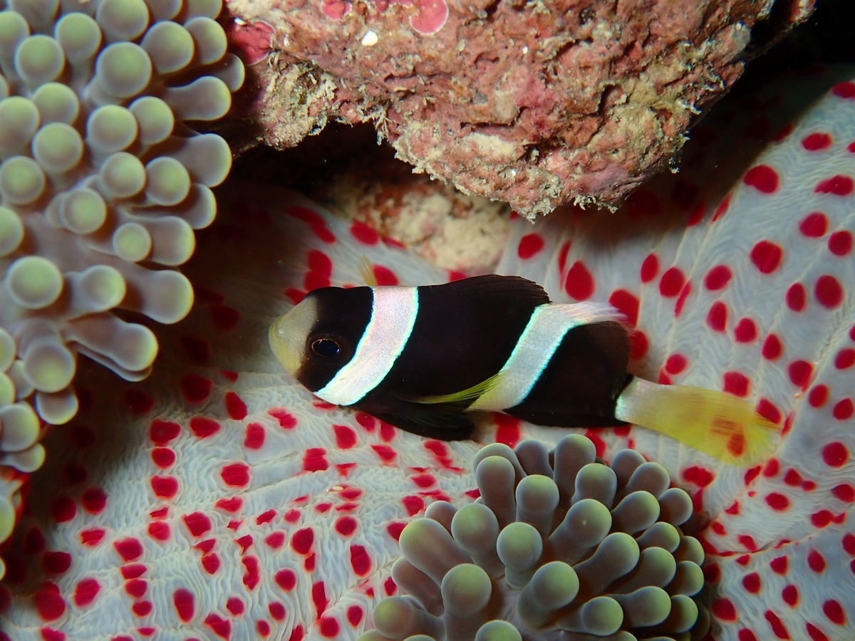 f:id:umiuminikki:20190926001333j:plain