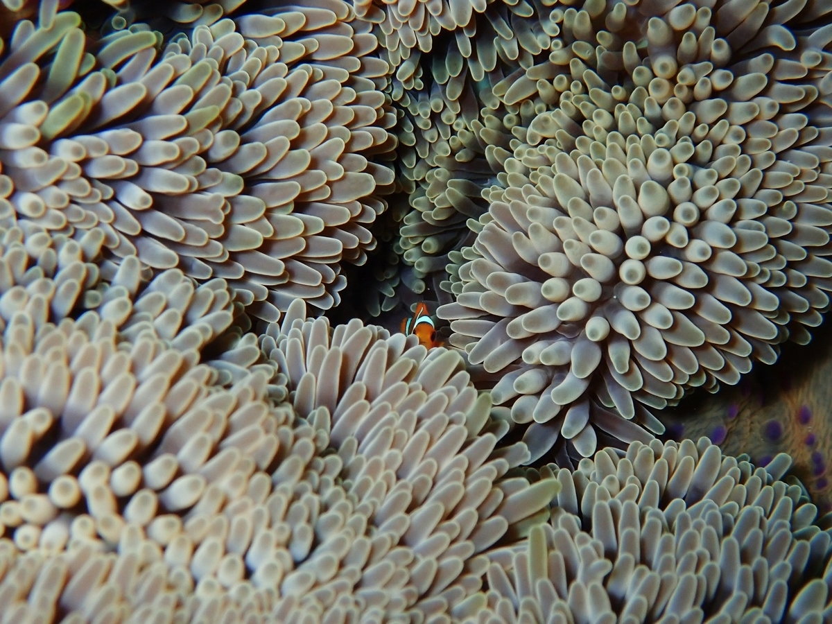 f:id:umiuminikki:20190926001418j:plain