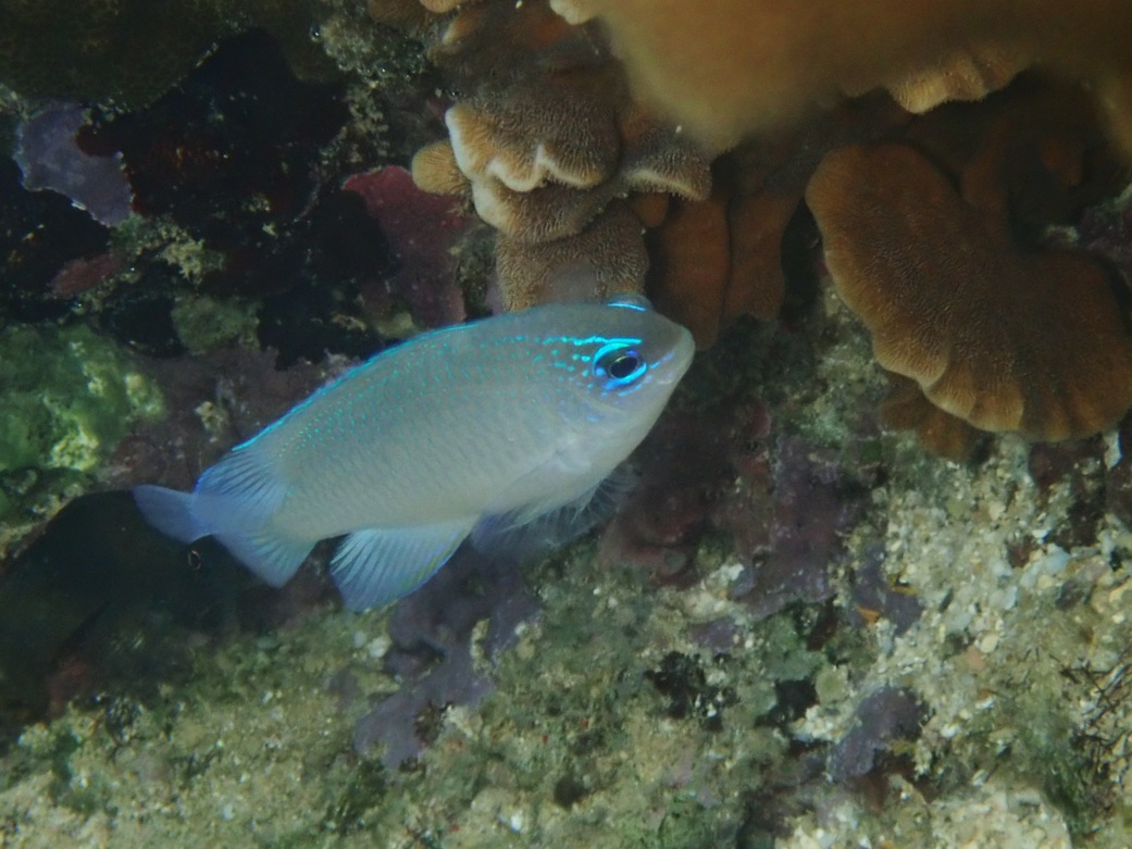 f:id:umiuminikki:20190929215426j:plain