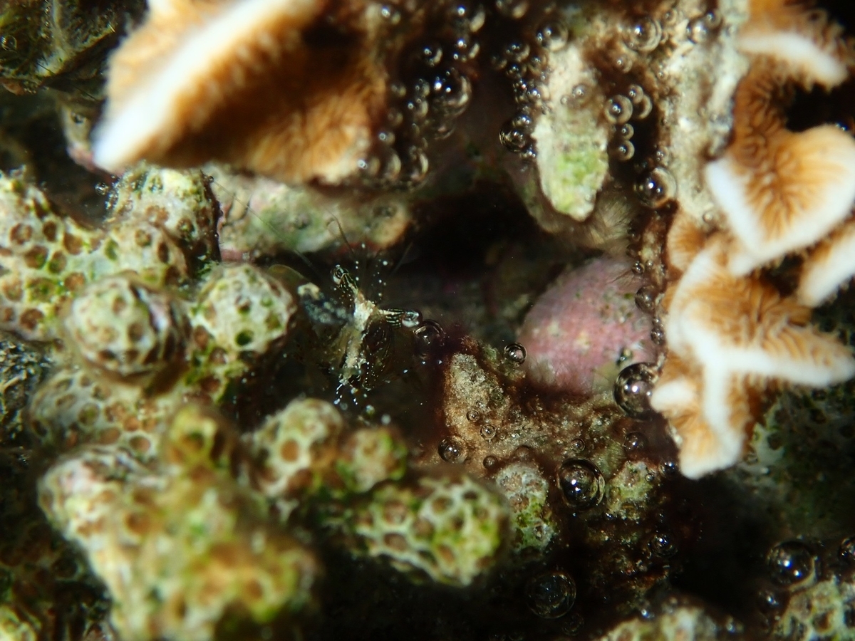 f:id:umiuminikki:20190929220623j:plain