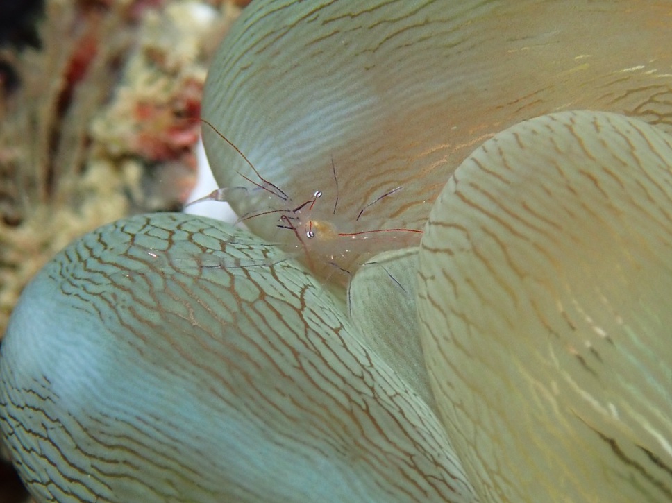 f:id:umiuminikki:20191003235306j:plain