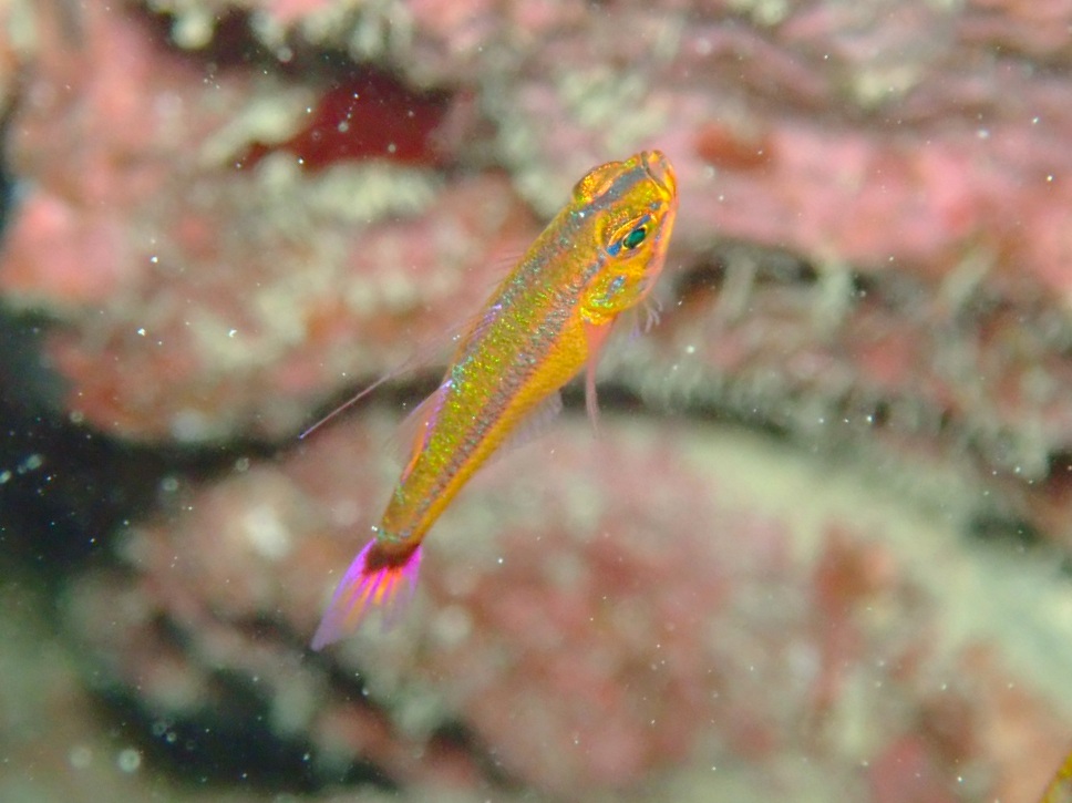 f:id:umiuminikki:20191003235456j:plain