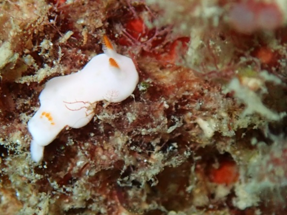 f:id:umiuminikki:20191004000133j:plain