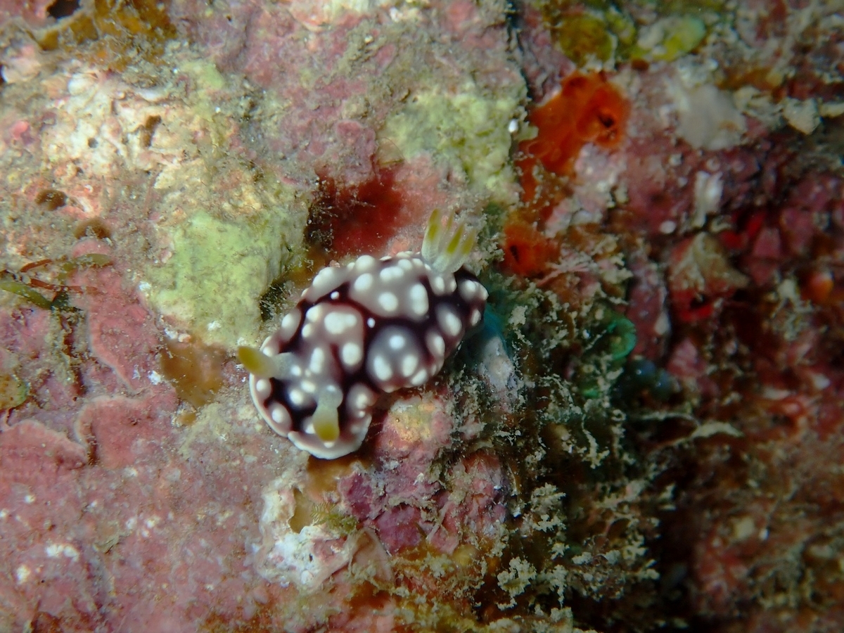 f:id:umiuminikki:20191004000323j:plain