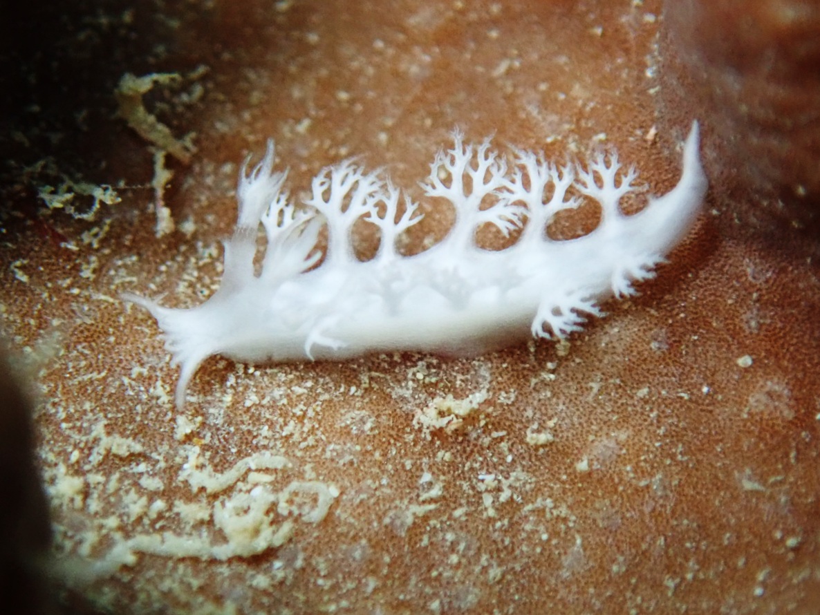 f:id:umiuminikki:20191004000458j:plain