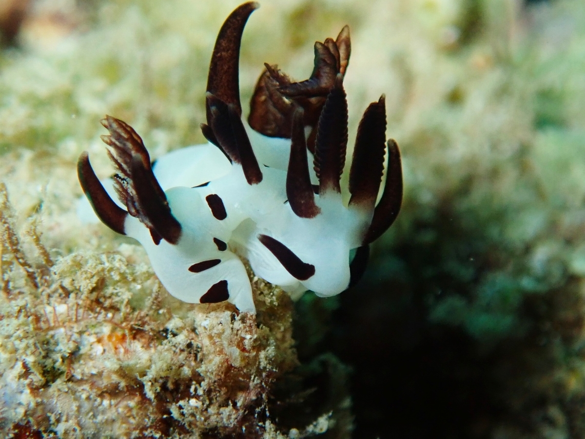 f:id:umiuminikki:20191004000626j:plain