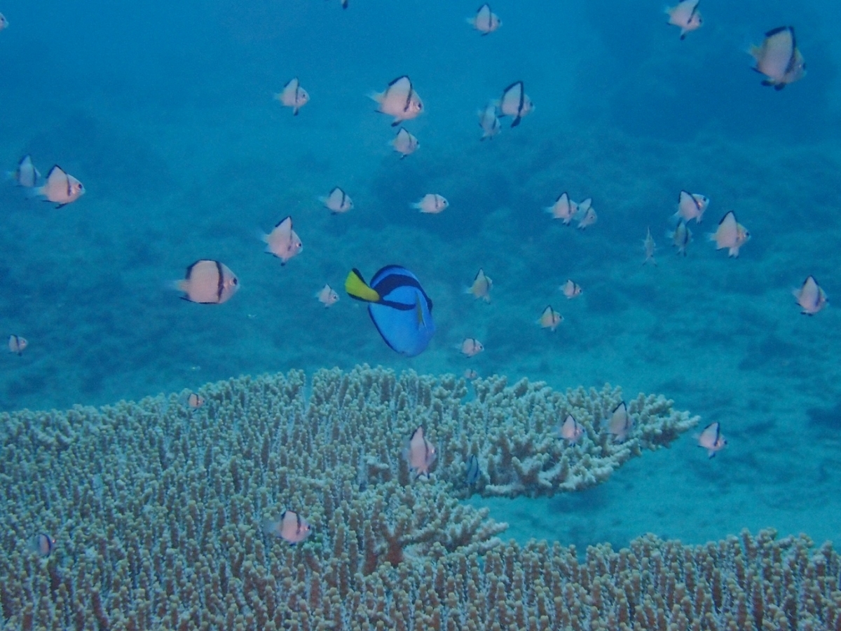 f:id:umiuminikki:20191027011358j:plain