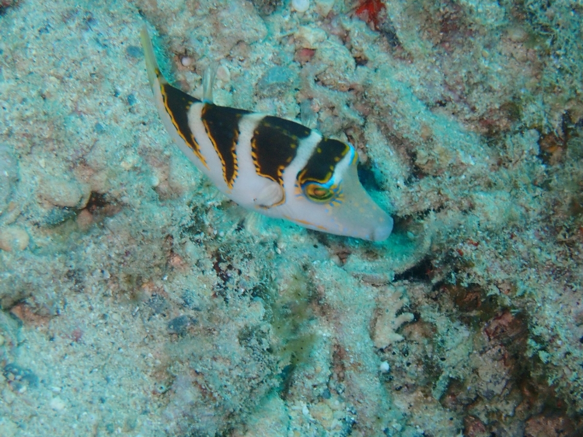 f:id:umiuminikki:20191027011648j:plain