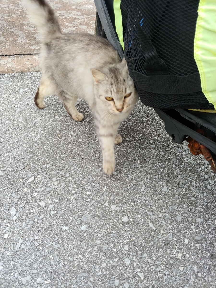 f:id:umiuminikki:20191031011018j:plain f:id:umiuminikki:20191031011018j:plain