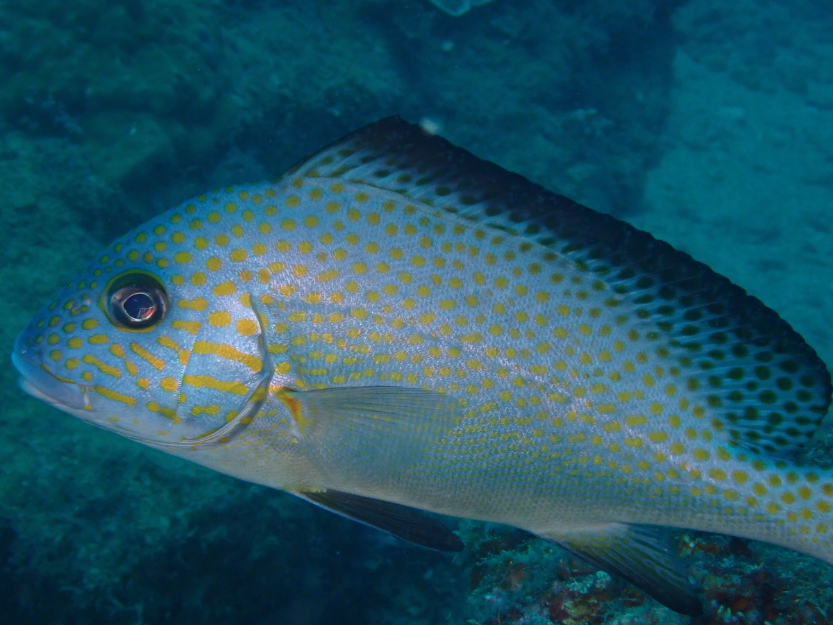 f:id:umiuminikki:20191116225753j:plain