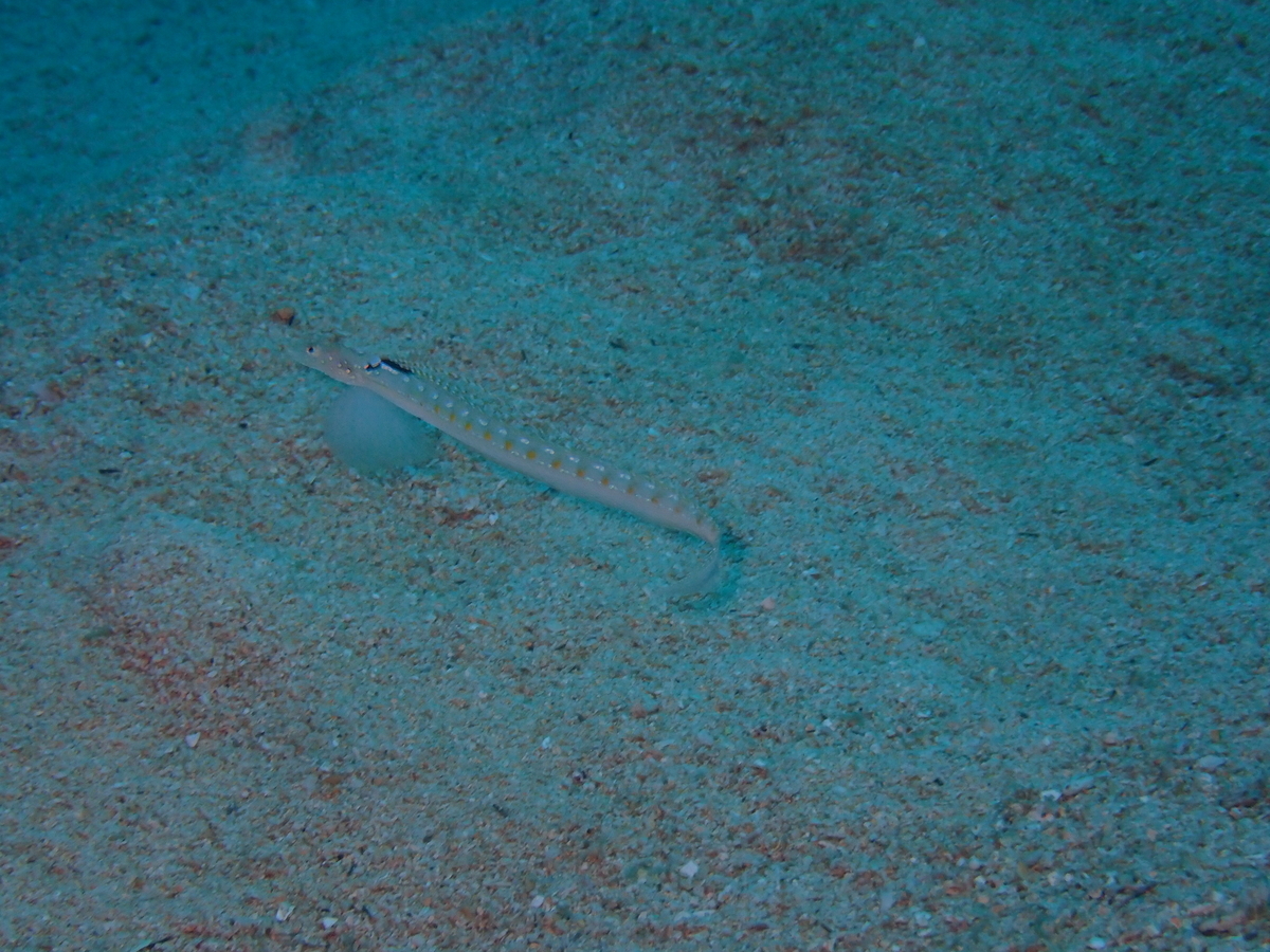 f:id:umiuminikki:20191116230506j:plain