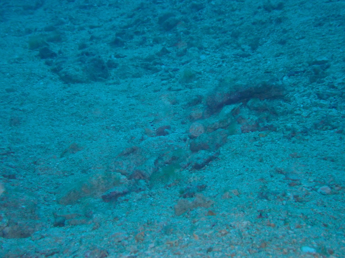 f:id:umiuminikki:20191116230727j:plain