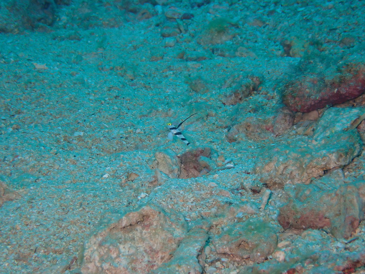 f:id:umiuminikki:20191116231011j:plain