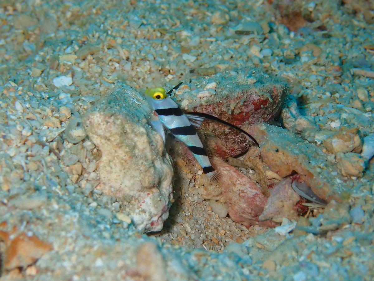 f:id:umiuminikki:20191116231103j:plain