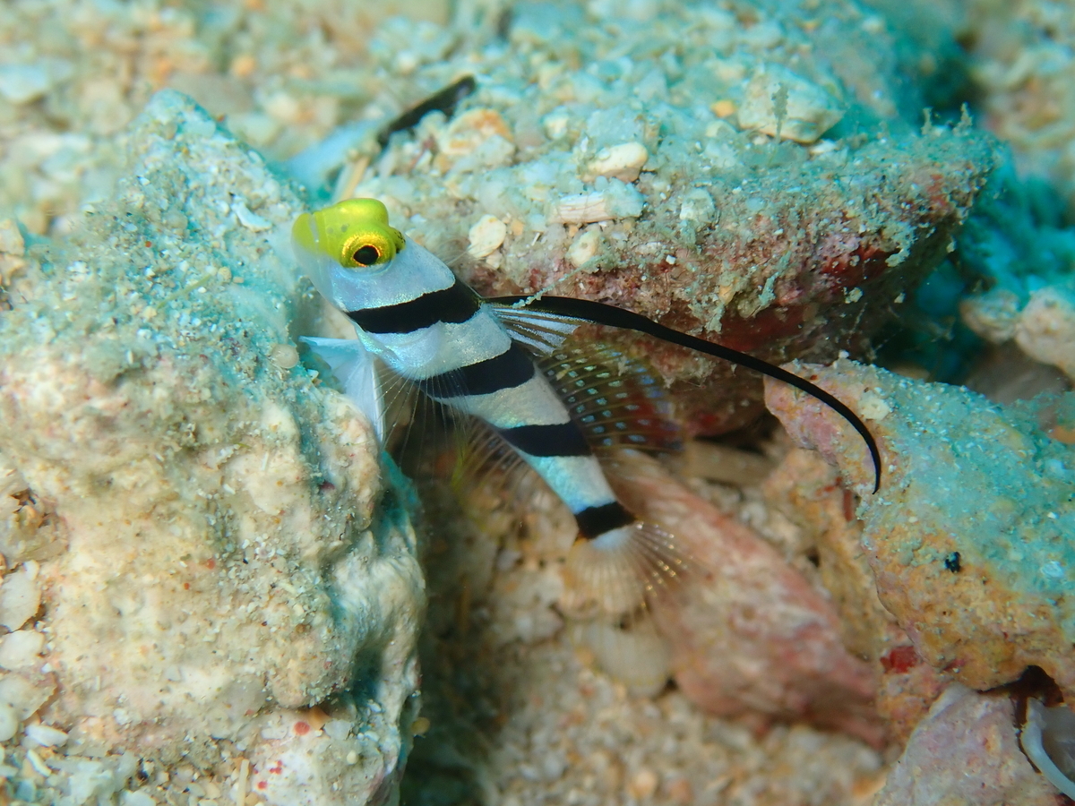 f:id:umiuminikki:20191116231230j:plain