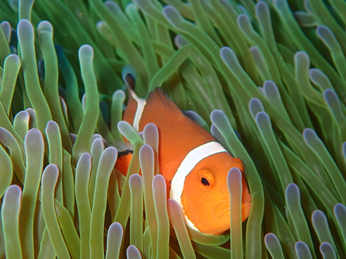 f:id:umiuminikki:20191116231505j:plain