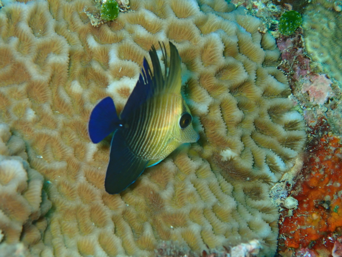 f:id:umiuminikki:20191116231724j:plain