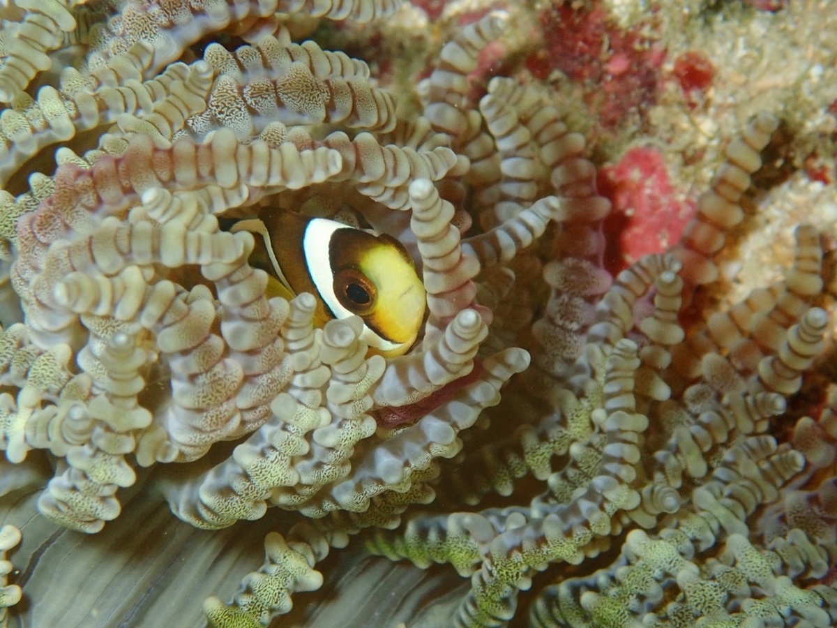 f:id:umiuminikki:20191116232230j:plain