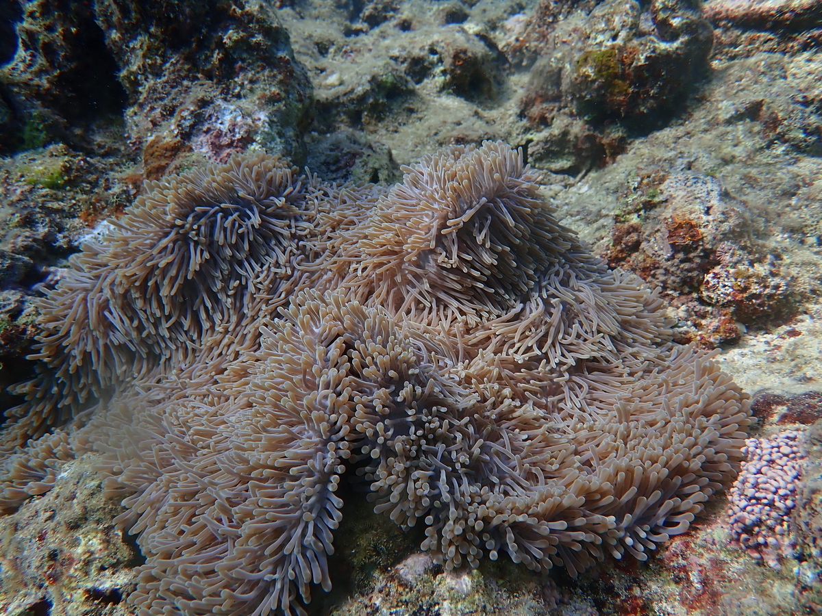 f:id:umiuminikki:20191116232427j:plain