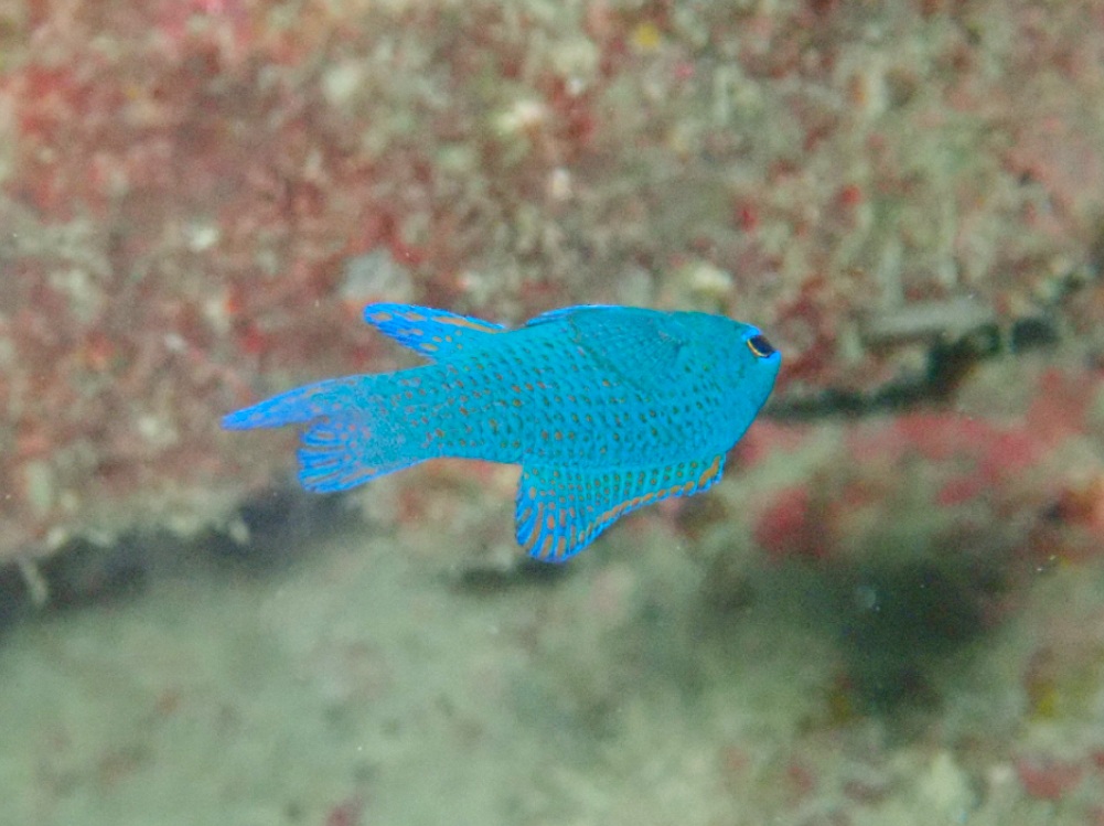 f:id:umiuminikki:20191116232646j:plain