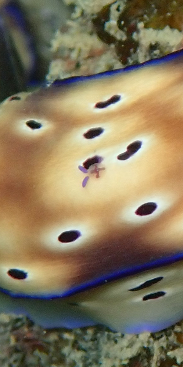 f:id:umiuminikki:20191221215420p:plain