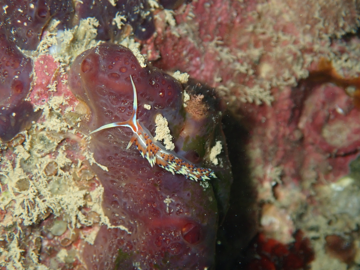 f:id:umiuminikki:20191221220207j:plain