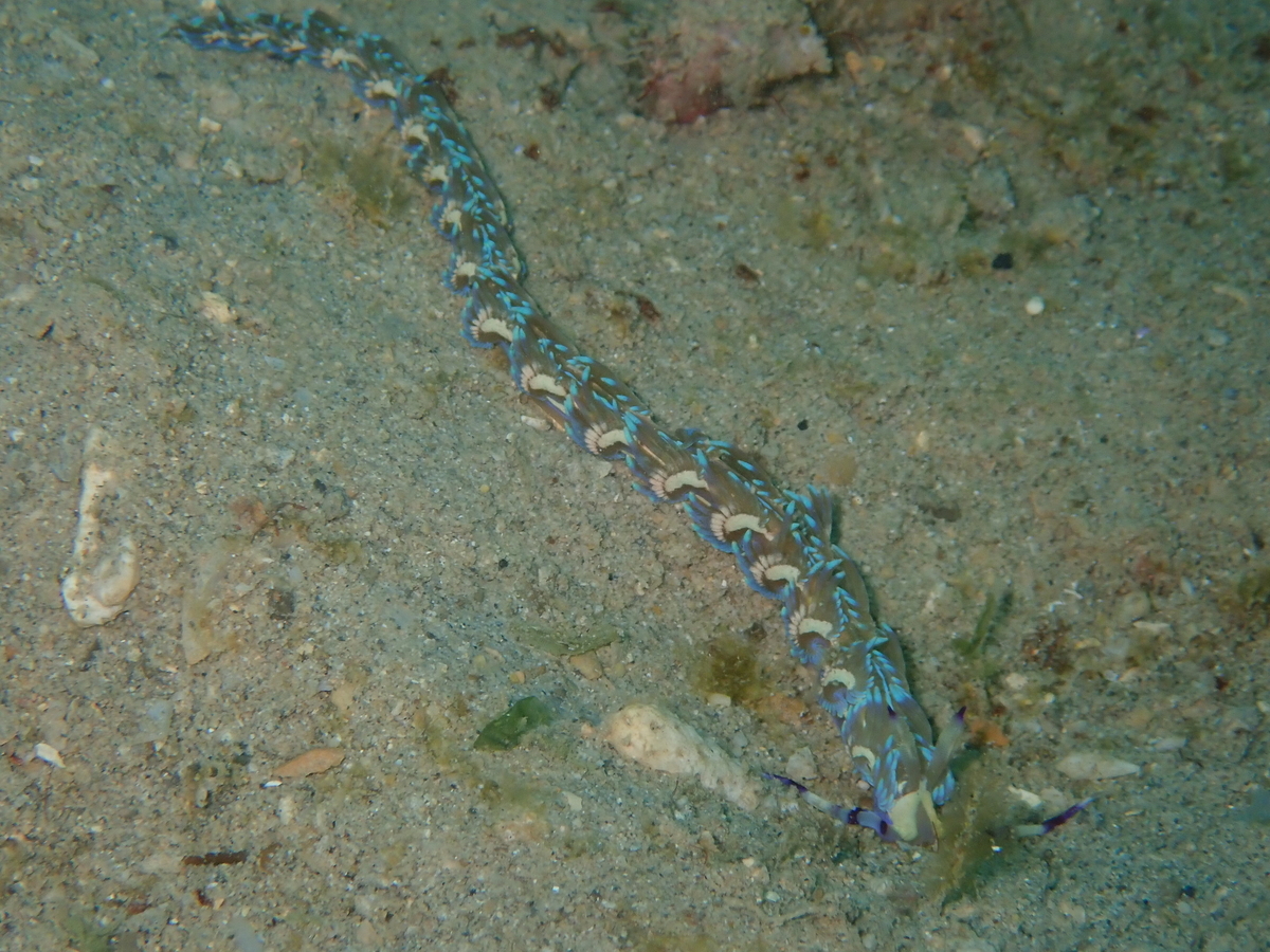 f:id:umiuminikki:20191221220252j:plain