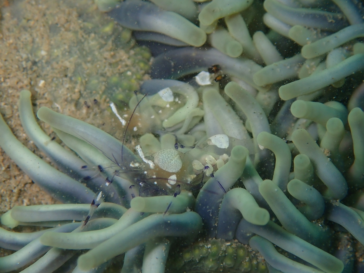 f:id:umiuminikki:20191221220305j:plain