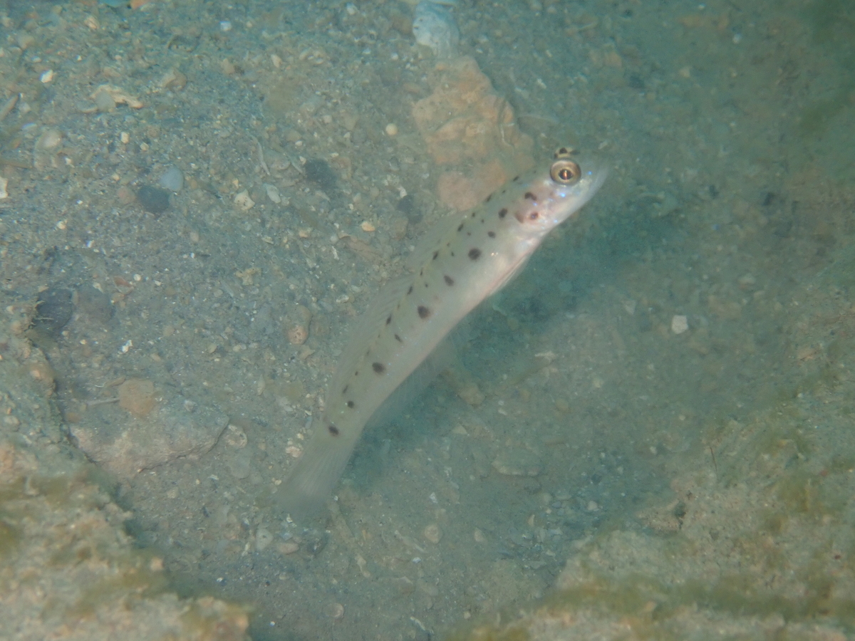 f:id:umiuminikki:20191221220404j:plain